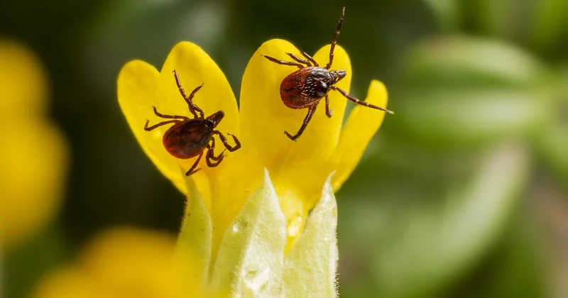 Tiques et maladie de Lyme : la menace invisible