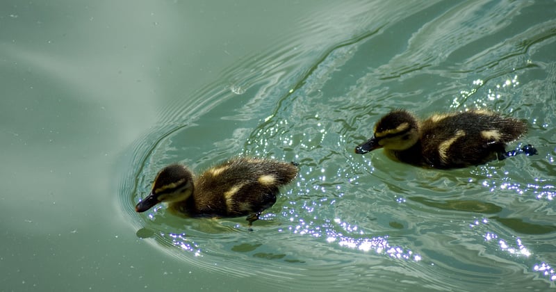 10 randonnées faciles avec enfants autour du lac à ne pas manquer