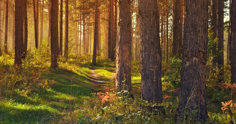 Comment choisir une forêt adaptée au niveau débutant