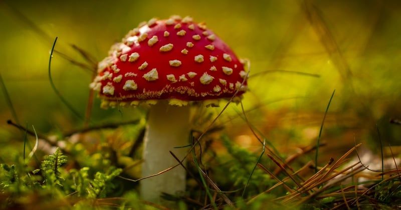 Où trouver des champignons en forêt pour débutants : le guide simple